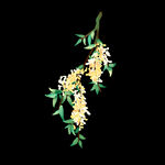手绘桂花png免抠素材