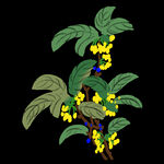  手绘桂花png免抠素材