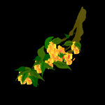 手绘桂花png免抠素材