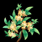 手绘桂花png免抠素材