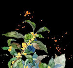 手绘桂花png免抠素材
