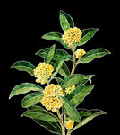 手绘桂花png免抠素材