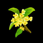 手绘桂花png免抠素材