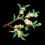 手绘桂花png免抠素材