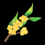  手绘桂花png免抠素材