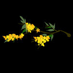 手绘桂花png免抠素材