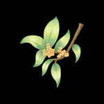 手绘桂花png免抠素材