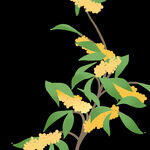 手绘桂花png免抠素材