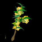 手绘桂花png免抠素材