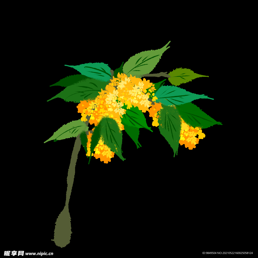 手绘桂花png免抠素材
