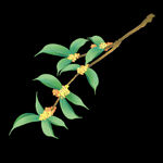 手绘桂花png免抠素材