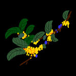 手绘桂花png免抠素材