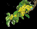 手绘桂花png免抠素材