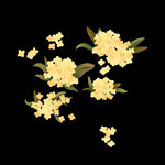 手绘桂花png免抠素材