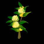 手绘桂花png免抠素材