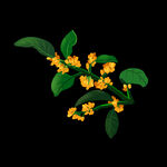 手绘桂花png免抠素材