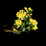 手绘桂花png免抠素材