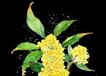 手绘桂花png免抠素材