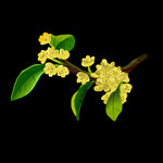  手绘桂花png免抠素材
