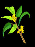 手绘桂花png免抠素材