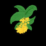 手绘桂花png免抠素材