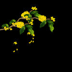 手绘桂花png免抠素材