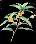 手绘桂花png免抠素材