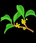 手绘桂花png免抠素材