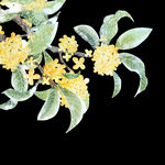 手绘桂花png免抠素材