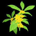 手绘桂花png免抠素材