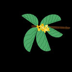 手绘桂花png免抠素材