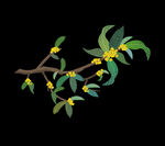  手绘桂花png免抠素材