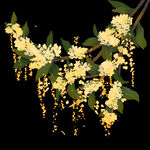  手绘桂花png免抠素材
