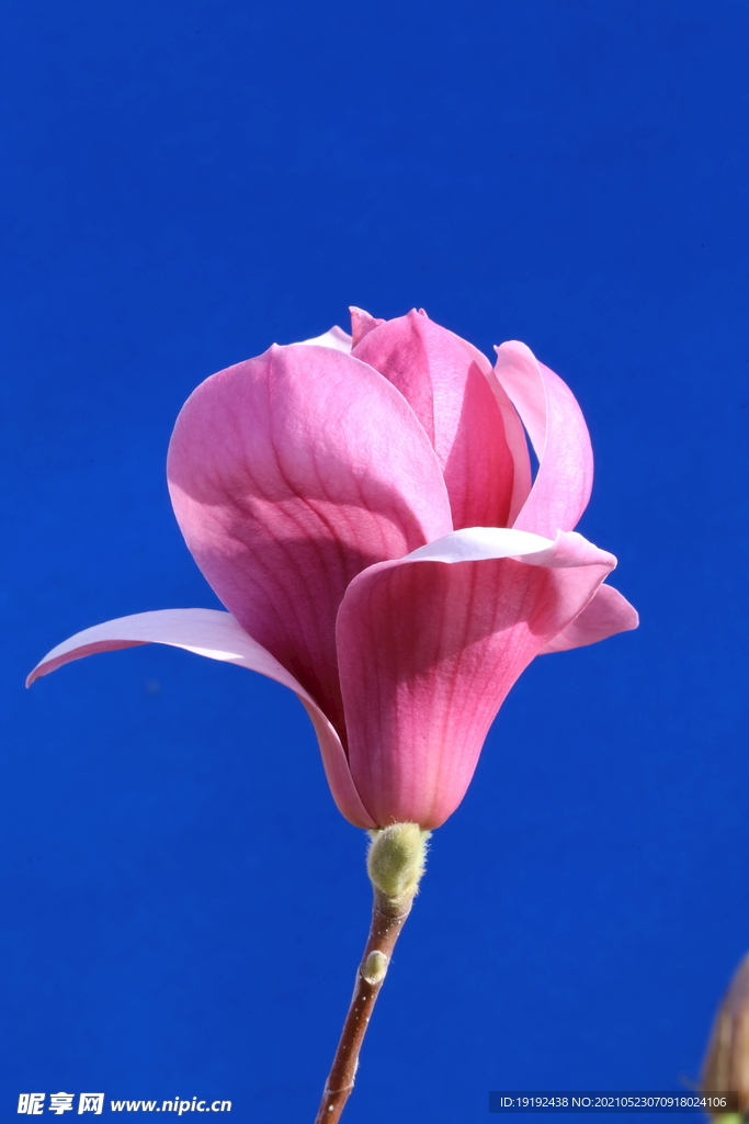 玉兰花 