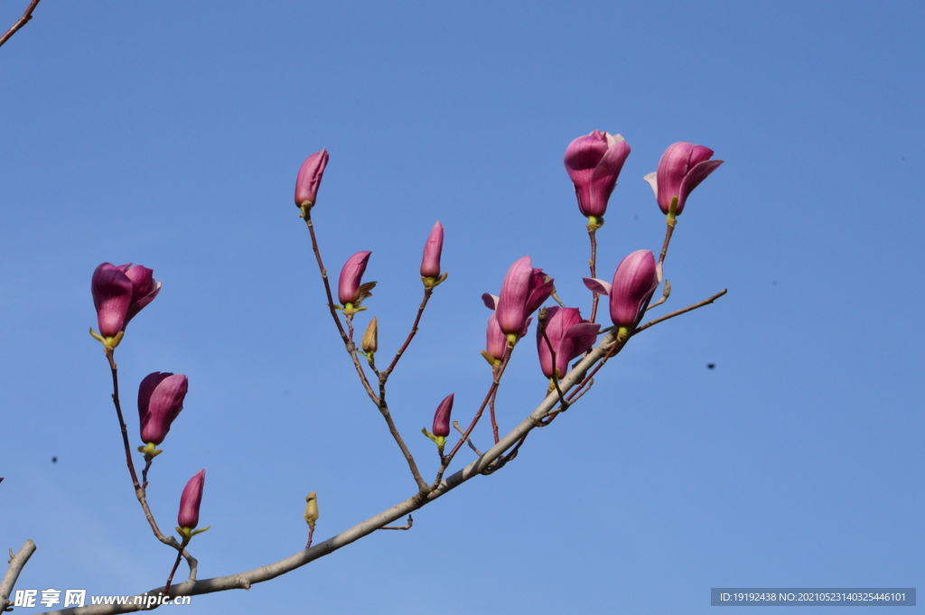 玉兰花 