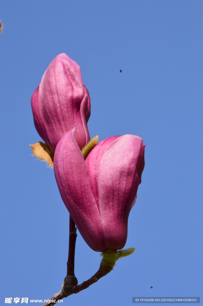 玉兰花 