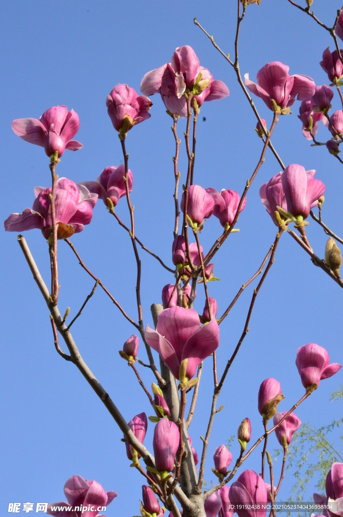 玉兰花 