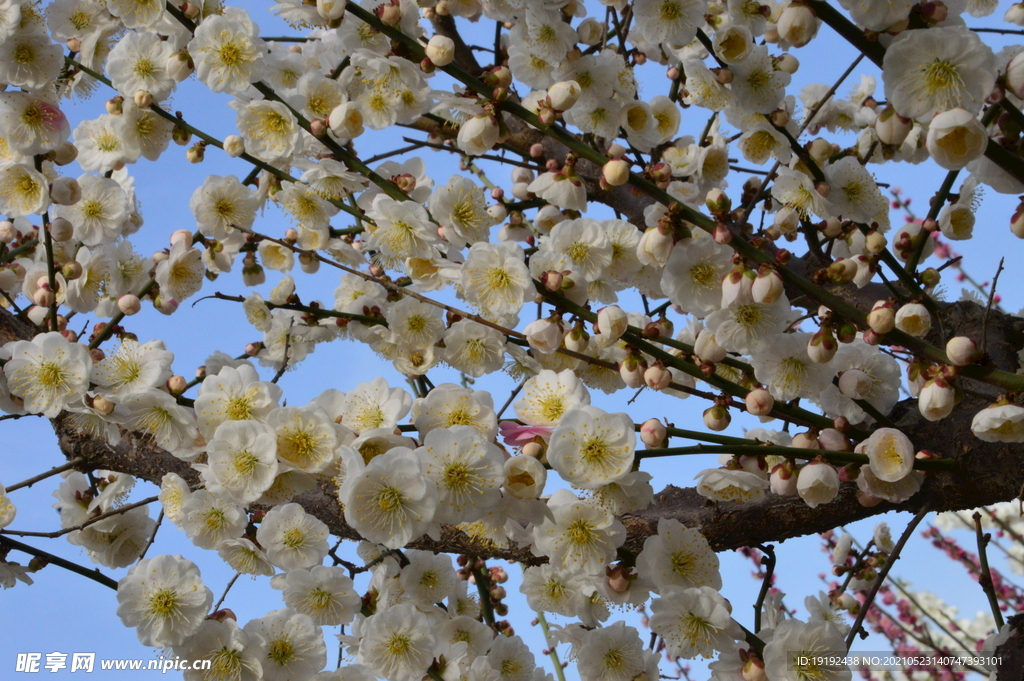 梅花 