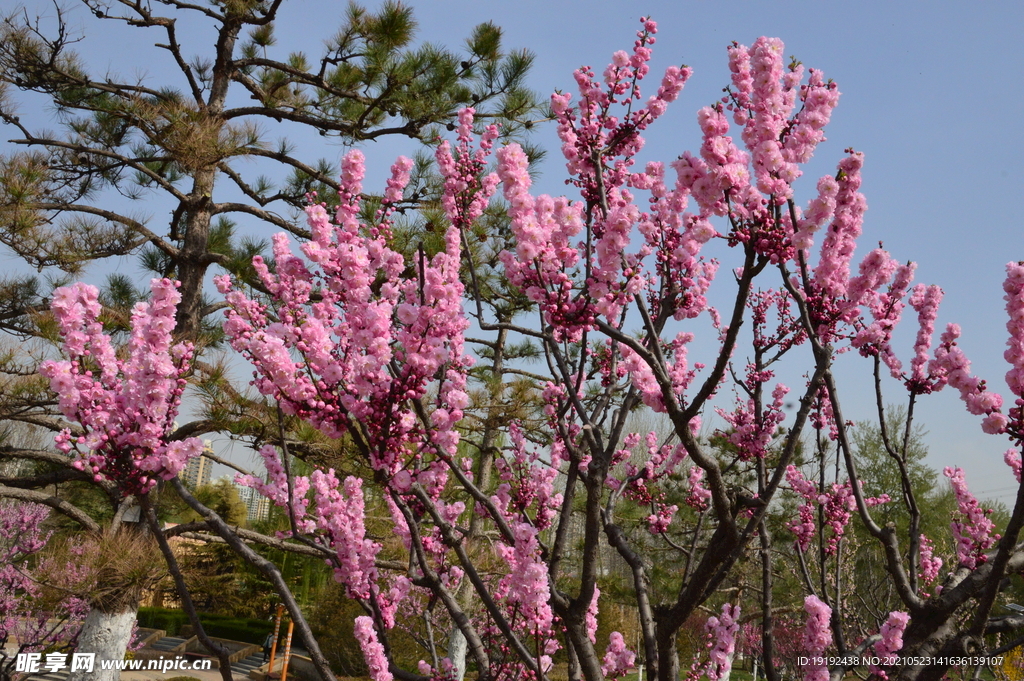 榆叶梅