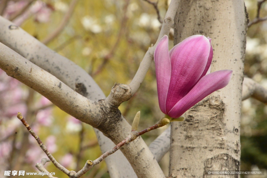 玉兰花