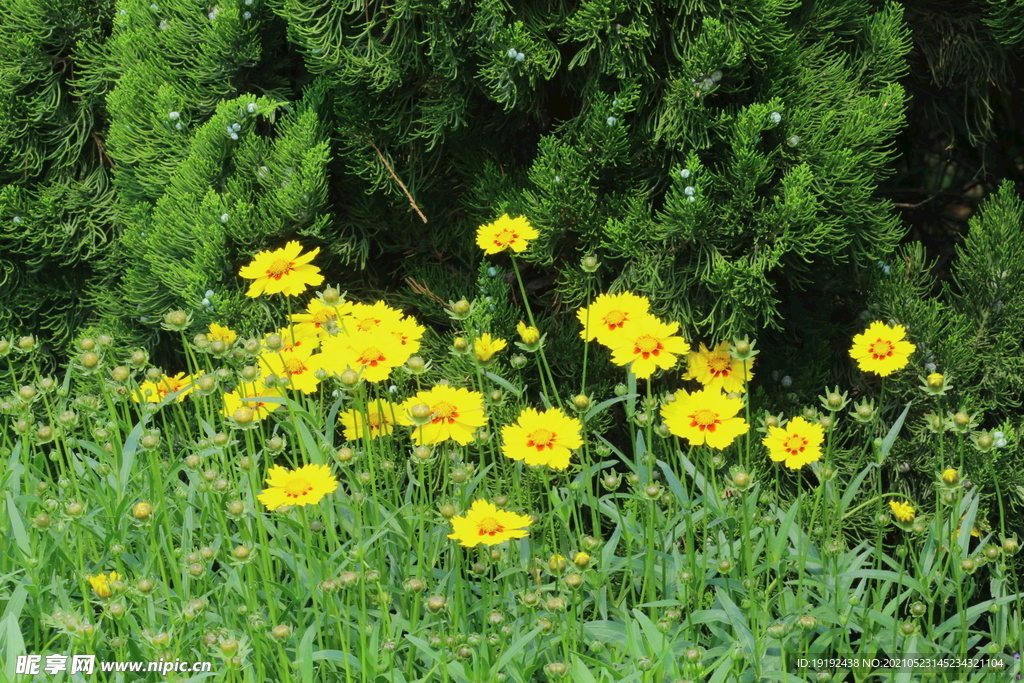 金鸡菊