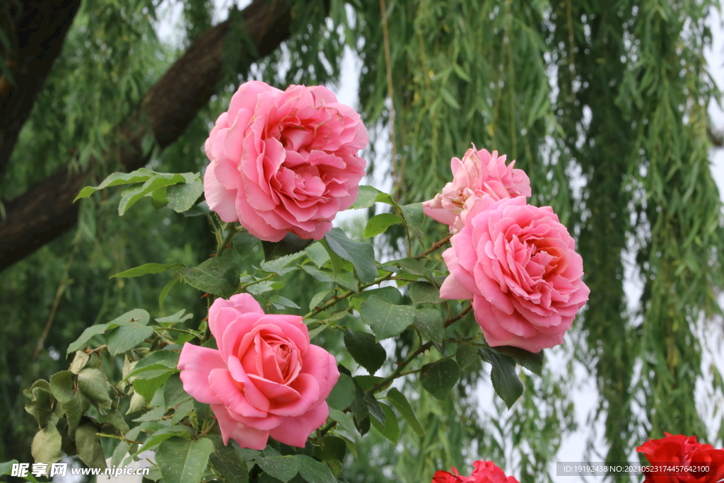 月季花