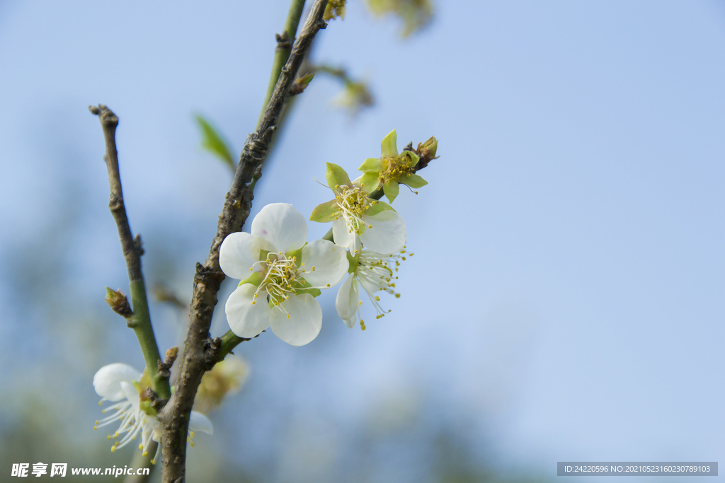 白梅花