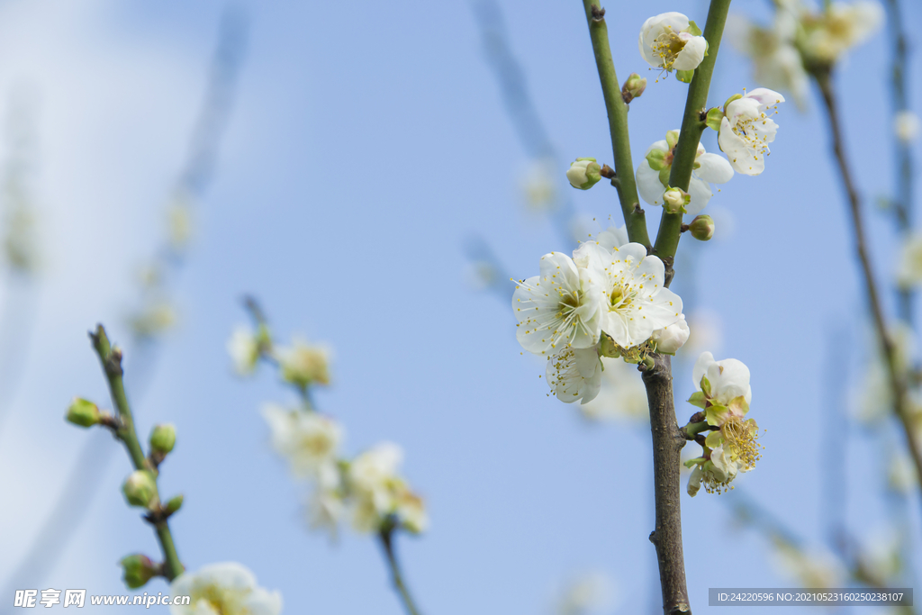 白梅花