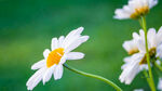 雏菊花