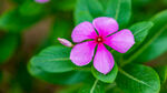 长春花