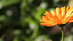 雏菊
