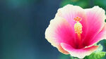 芙蓉葵