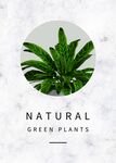 植物装饰画