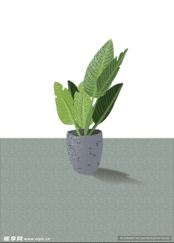 植物装饰画